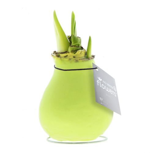 Amaryllis bulb in gift box - Image 16